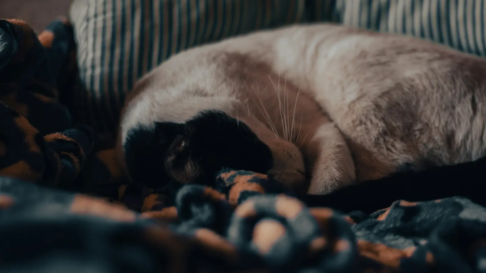 Кошка спит на пледе дома
