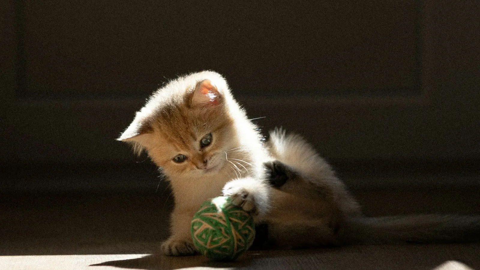 Котёнок играет с мячиком на полу