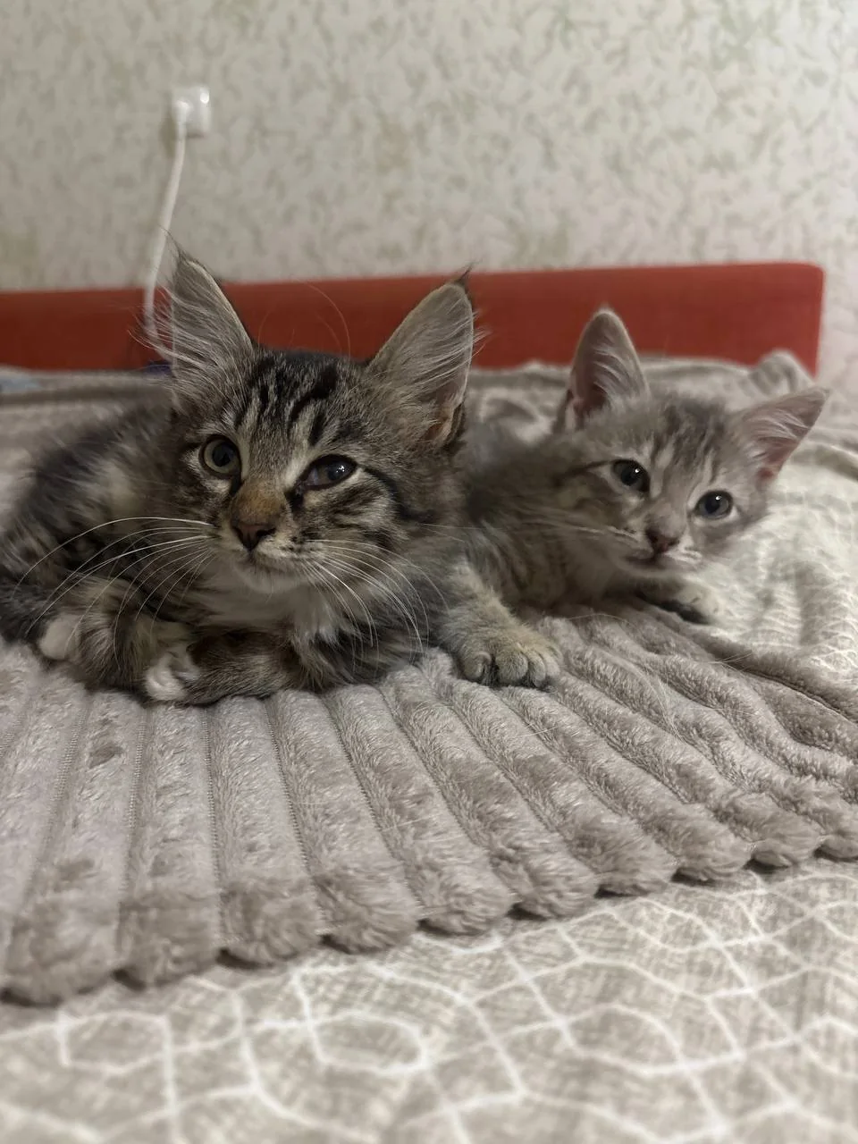 Спасённые котята Коржик и Шепард лежат вместе на кровати